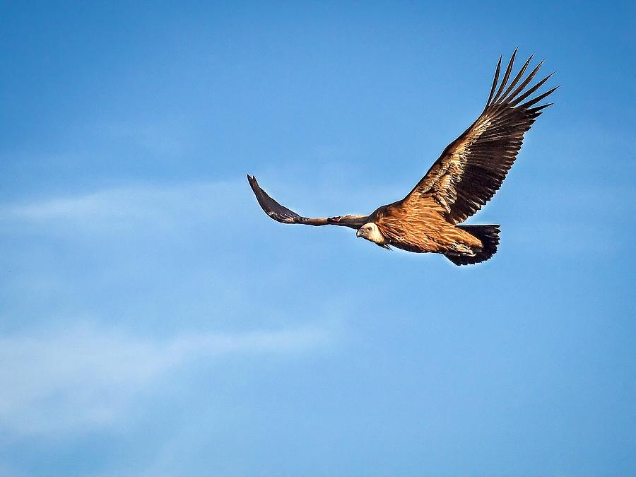 Griffon Vulture Photograph by Meir Ezrachi