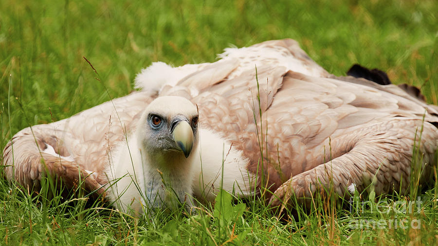 Griffon vulture Photograph by Nick Biemans