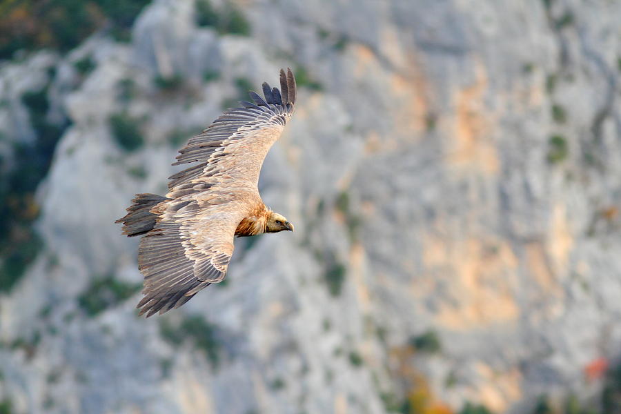 Griffon Vulture Photograph by Richard Patmore