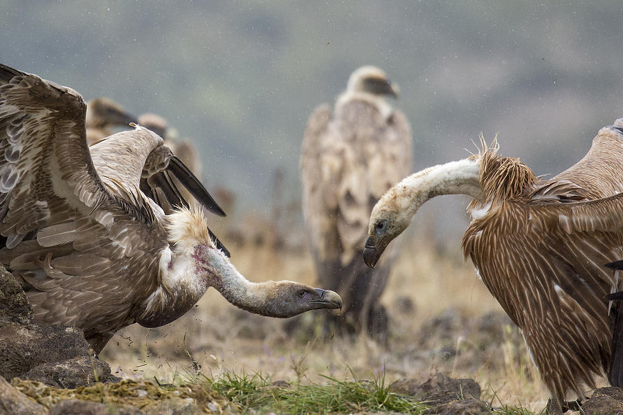 Vulture Photograph - Griffon vultures fight and rain by Veselin Gramatikov