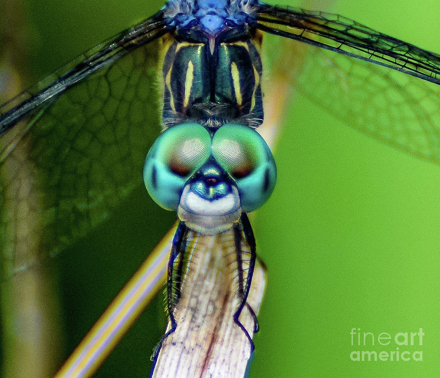 Insects Photograph - Grin Dragonfly by Peggy Franz