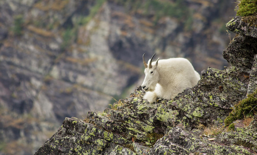 Mountain Goat Photograph - Grinnell Mountain Goat by Jeff Pfaller Mountain Goat Photograph - Grinnell Mountain Goat by Jeff Pfaller