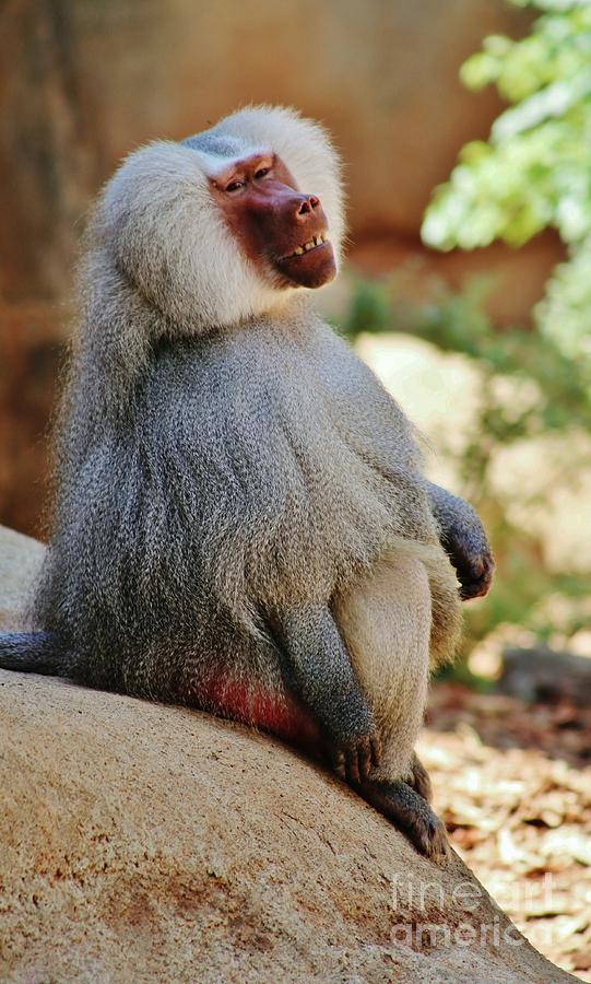Grinning Baboon Photograph by Craig Wood