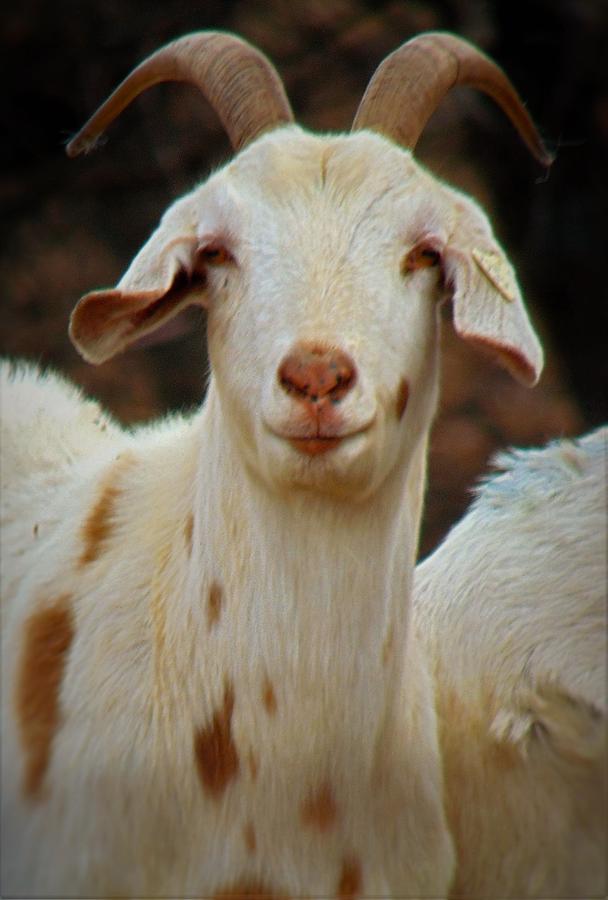 goat barely orange