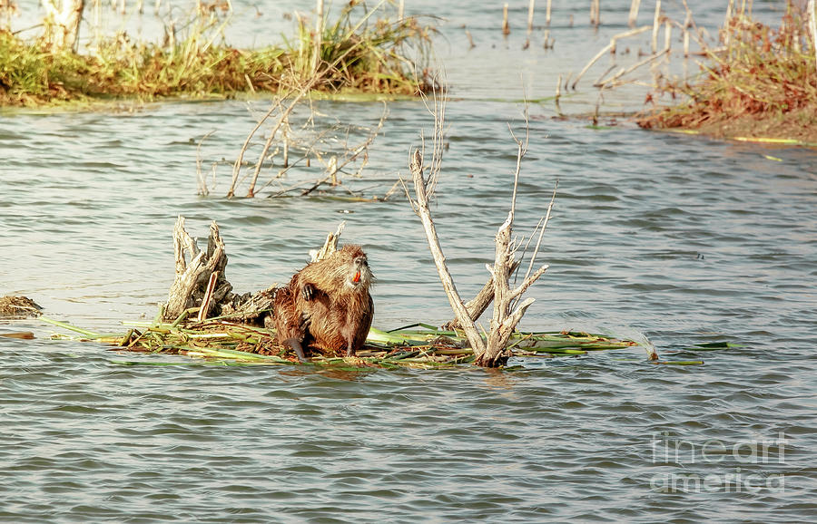Grinning Nutria On Reeds Photograph by Robert Frederick
