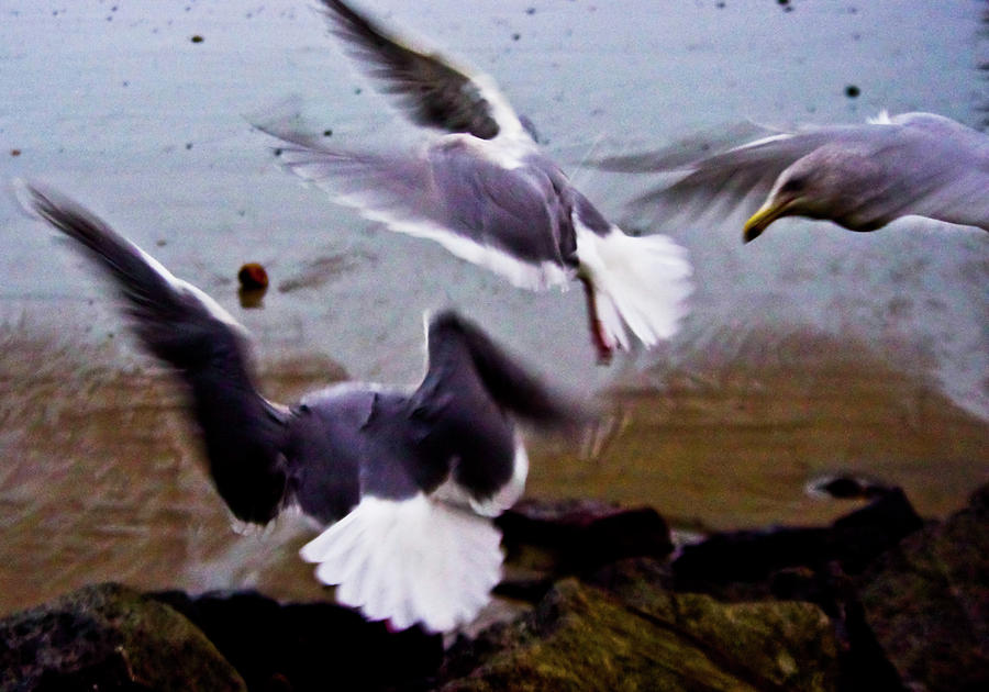 Gritty Seagulls Photograph by Adria Trail