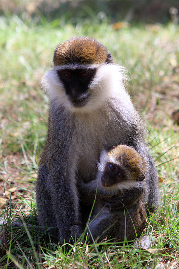 Grivet Monkey At Lake Awassa Photograph by Aidan Moran