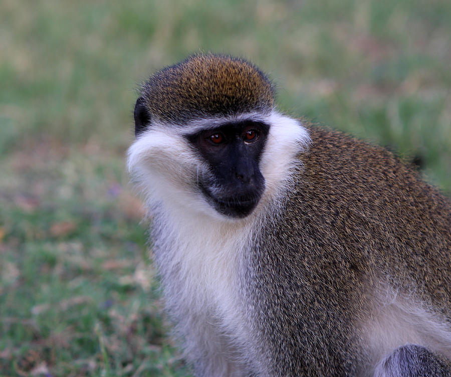 Grivet Monkey Ethiopia Photograph by Aidan Moran