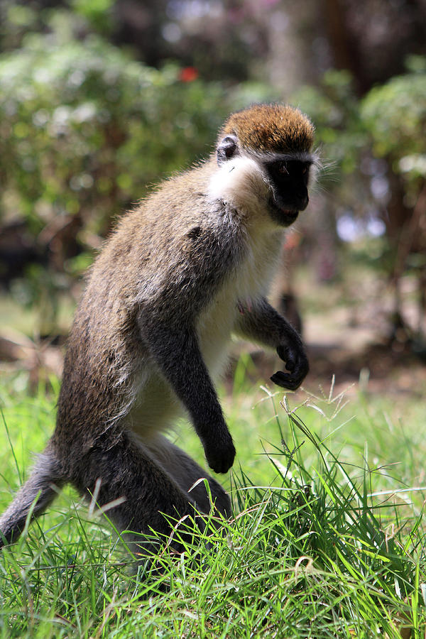 Grivet Monkey Of The Great Rift Valley Photograph by Aidan Moran