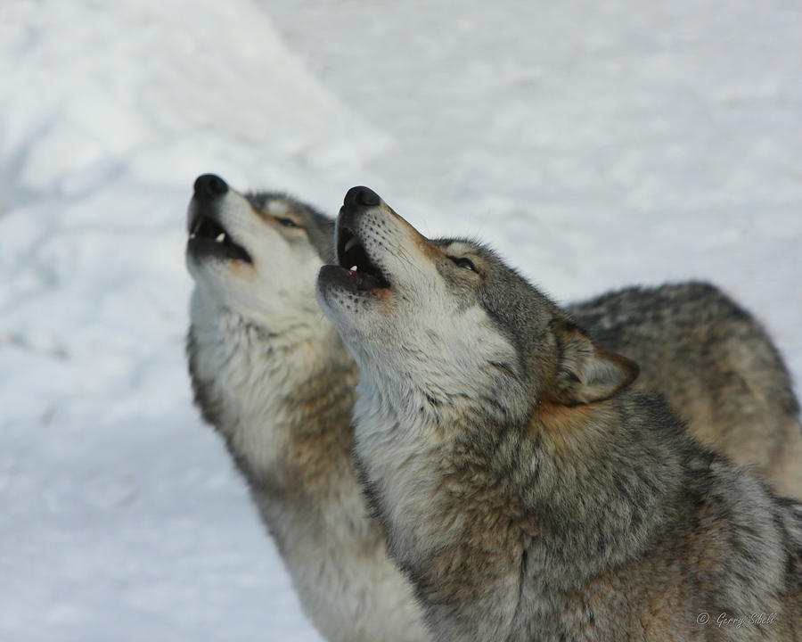 Grizzer and Maya Howling Photograph by Gerry Sibell