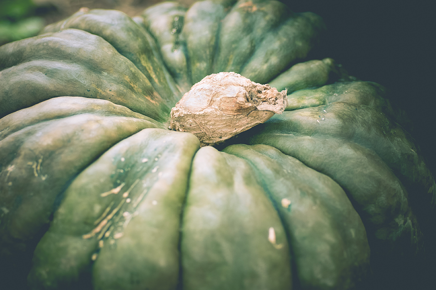 Grizzled Gourd Photograph by Christi Kraft