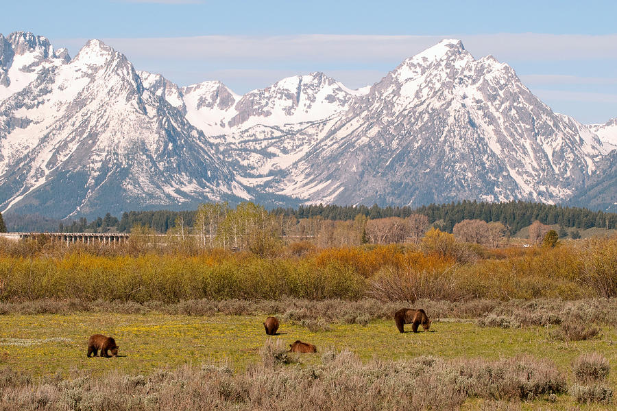 Grizzlies And Tetons Photograph