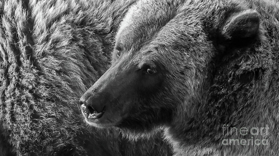 Grizzlies Photograph by Brad Schwarm