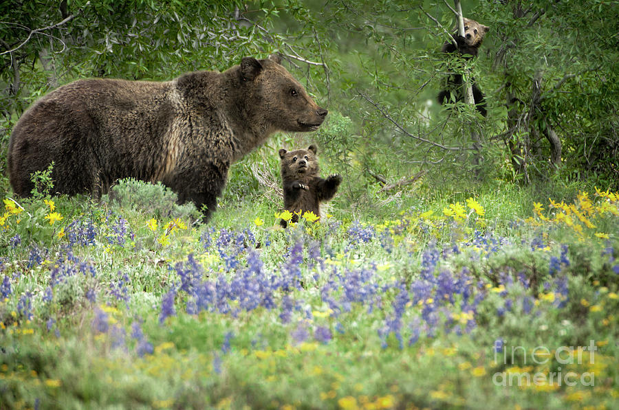 Grand Teton National Park Photograph - Grizzlies in Pilgrim Creek by Wildlife Fine Art
