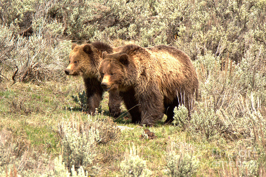 Grizzlies In The Sage Brush Photograph by Adam Jewell