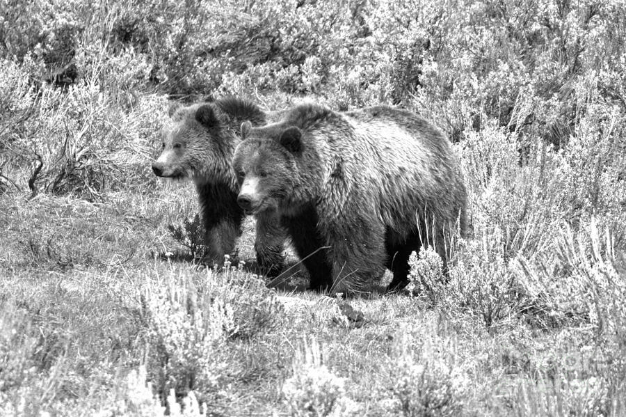 Grizzlies In The Sage Brush Black And White Photograph by Adam Jewell