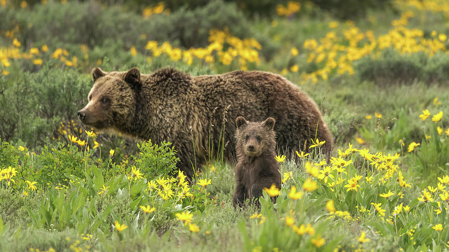 Grizzlies In The Wildflowers Photograph by Yeates Photography