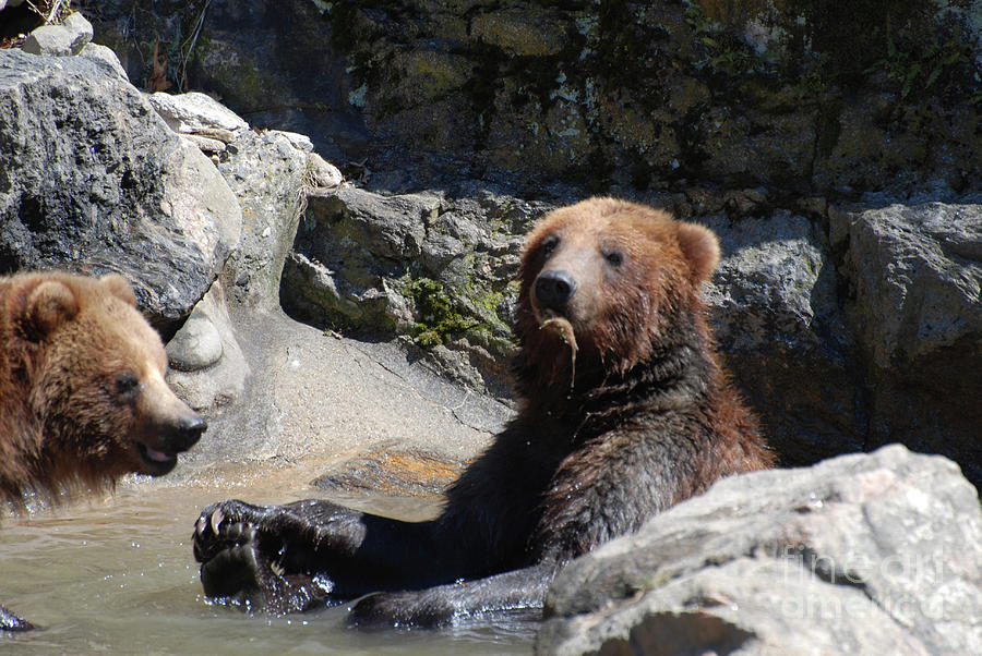 Bear Photograph - Grizzlies Snacking on Things They Find in a River by DejaVu Designs
