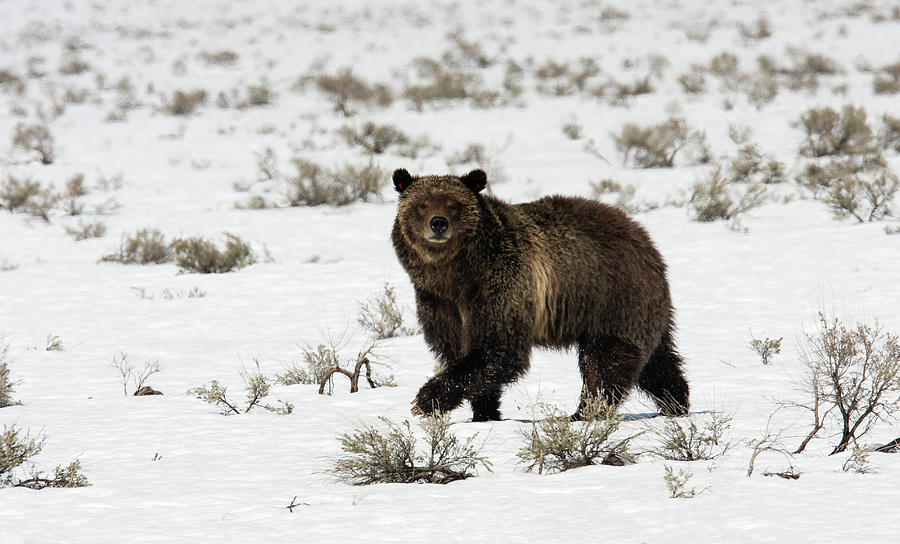Grizzly 399 Photograph by Ronnie And Frances Howard