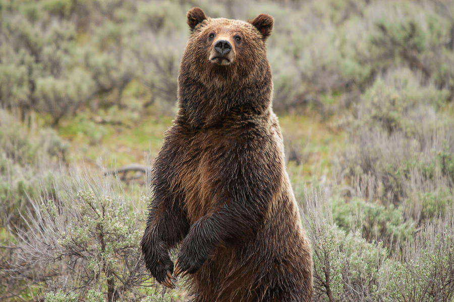 Grizzly 399 Photograph by Steve Stuller