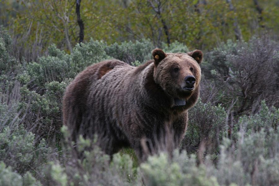 Grizzly 610 Photograph by Connie Jeffcoat Pixels