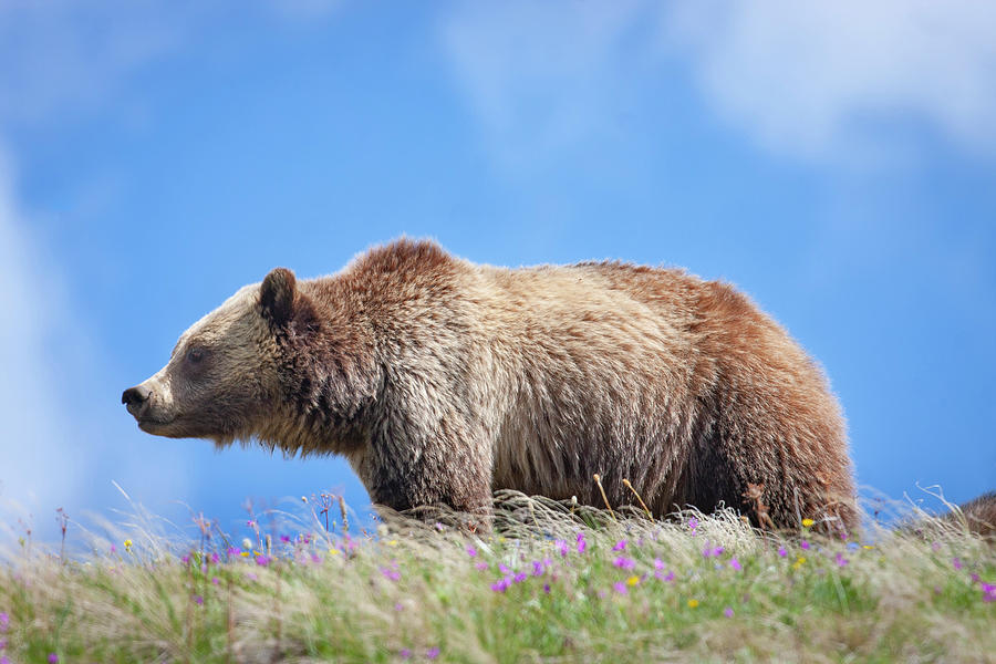 Grizzly and Blue Sky Photograph by Mark Miller