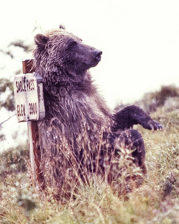 Denali National Park Photograph - Grizzly at Sable Pass Sign by Tim Rayburn