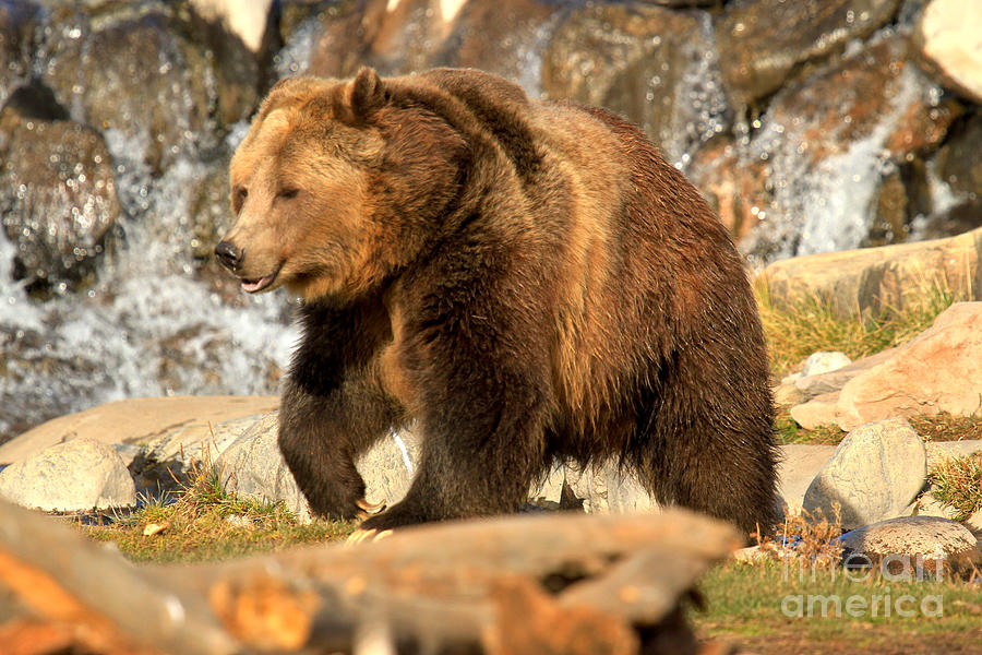 Grizzly At The Falls Photograph by Adam Jewell