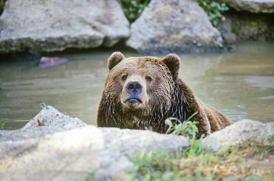 Grizzly At Work Photograph