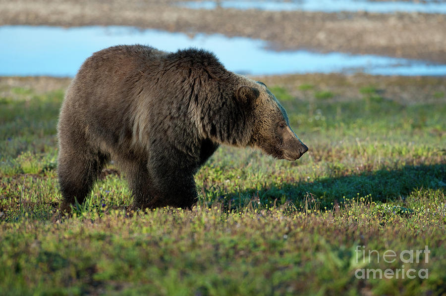 Grizzly at Yellowstone Lake Photograph by Sandra Bronstein