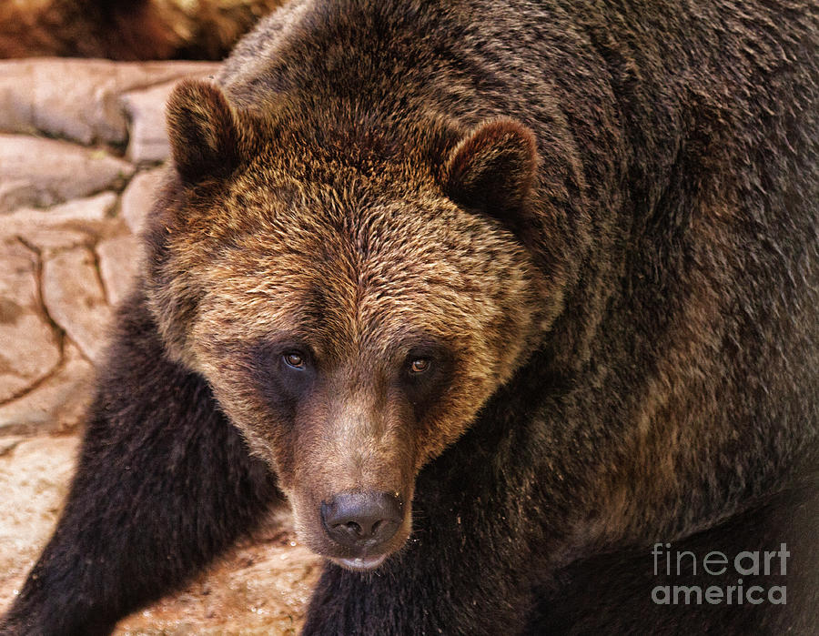 Grizzly bear stare Photograph by Ruth Jolly
