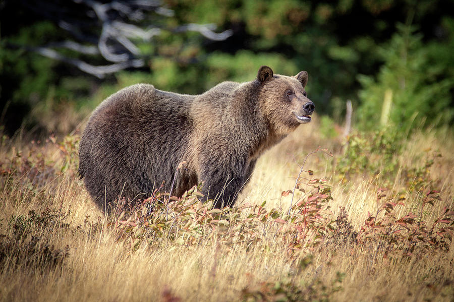 Grizzly Bear - 2 Photograph by Alex Mironyuk