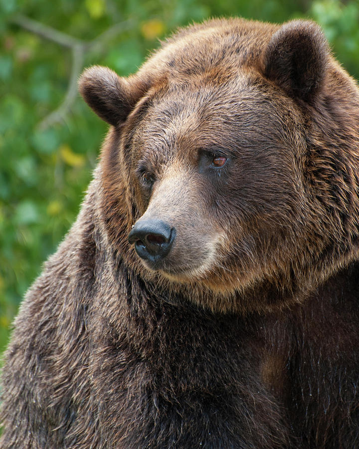 Grizzly Bear 266 Photograph by David Drew