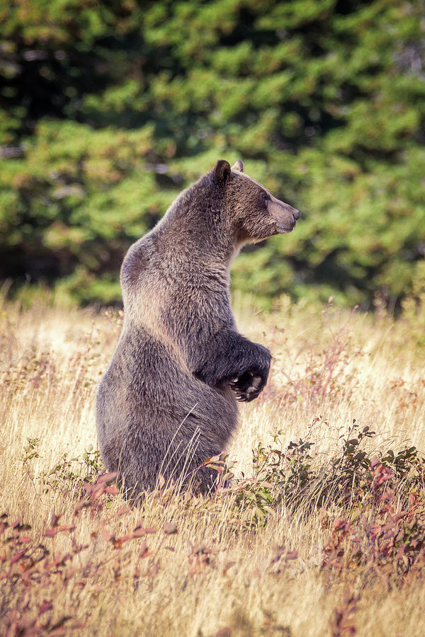 Grizzly Bear - 3 Photograph by Alex Mironyuk