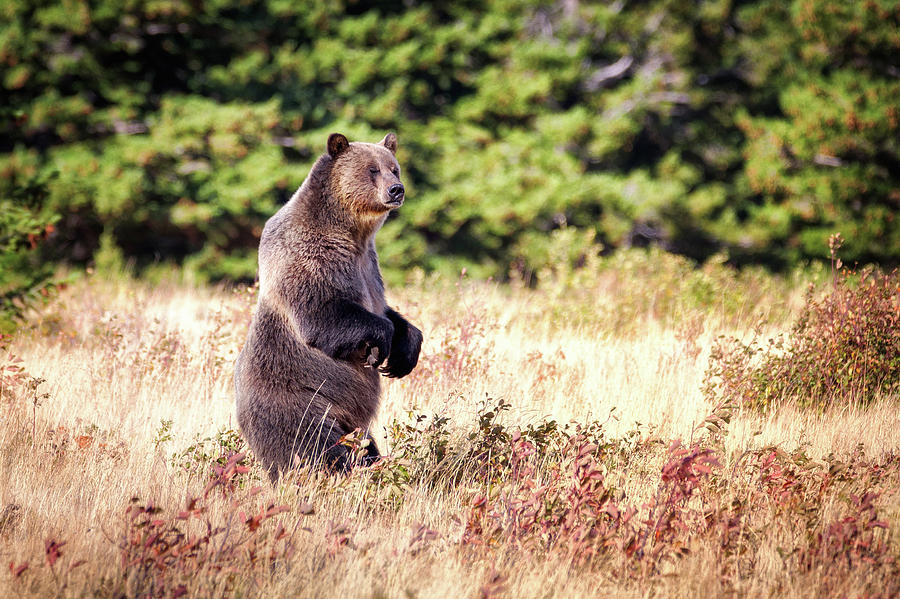 Grizzly Bear - 4 Photograph by Alex Mironyuk