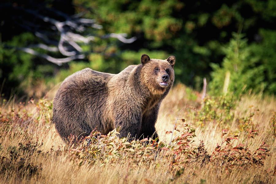 Grizzly Bear - 7 Photograph by Alex Mironyuk