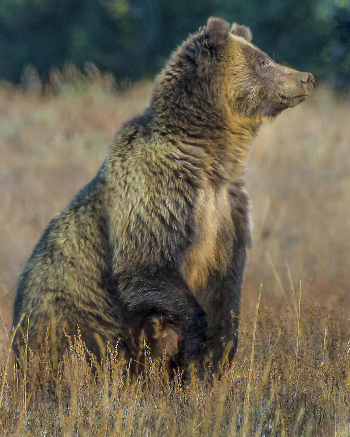 Grizzly Bear #793 From GTNP Photograph by Yeates Photography