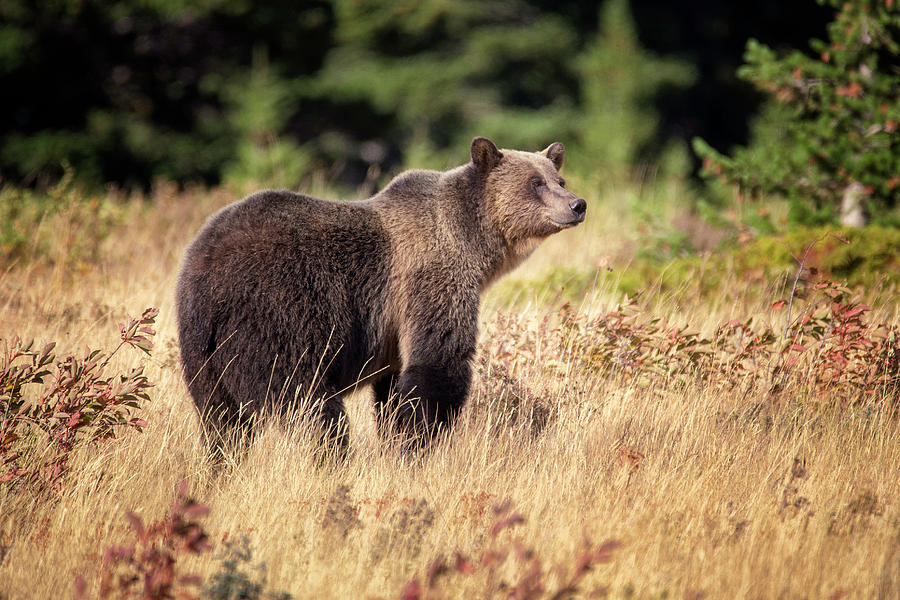 Grizzly Bear Photograph by Alex Mironyuk