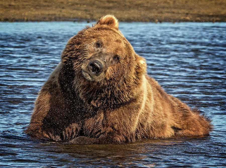 Grizzly Bear Bathtime Photograph by Steven Upton