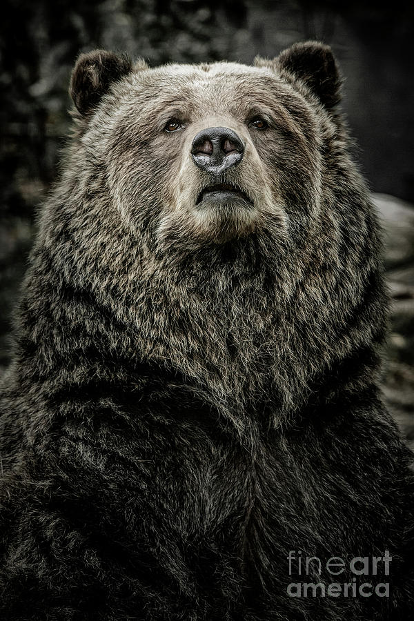 Grizzly Bear Photograph