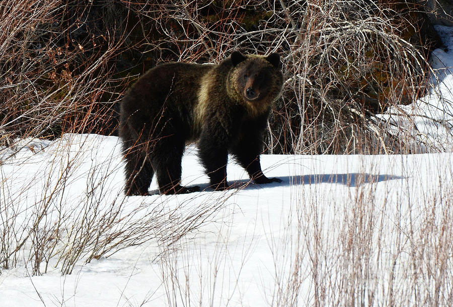 Grizzly Bear Canadian Rockies 2 Photograph by Bob Christopher
