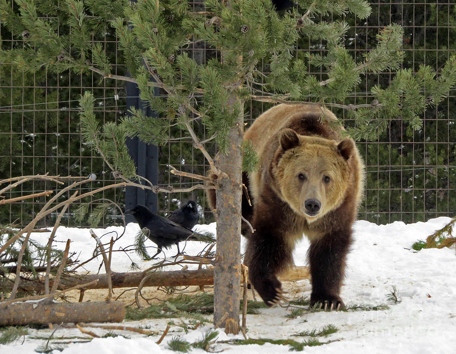 Grizzly Bear Photograph by Cindy Murphy - NightVisions