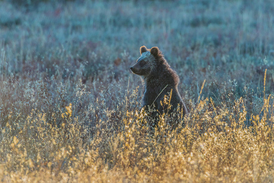 Grizzly Bear Cub At Dawn Photograph by Yeates Photography