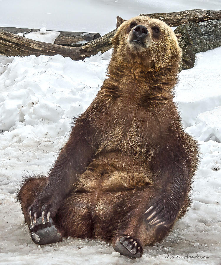 Grizzly Bear Cub Photograph