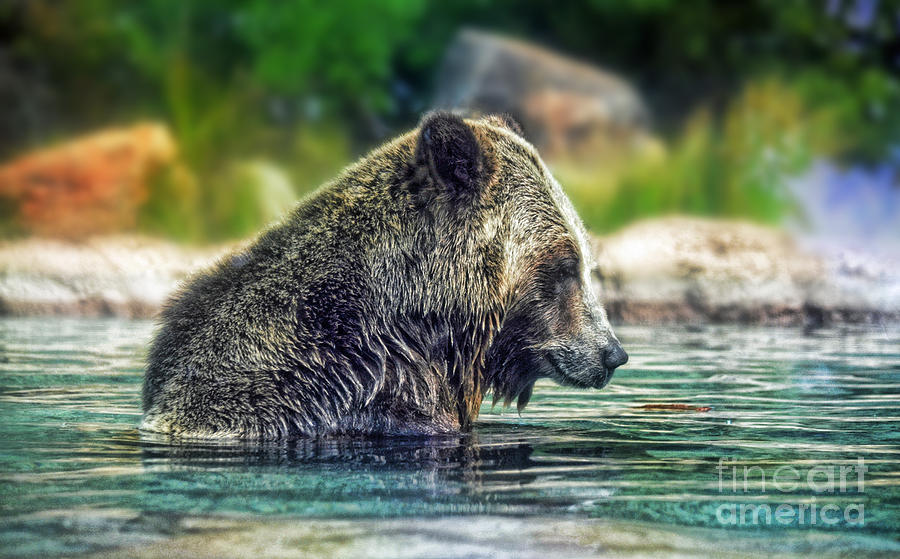 Grizzly Bear Enjoying a Dip in the Water  Photograph by Jim Fitzpatrick
