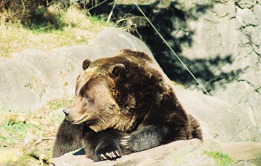 Grizzly Bear Photograph by Frank Larkin
