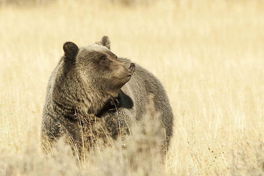 Grizzly Bear Photograph by Gary Beeler