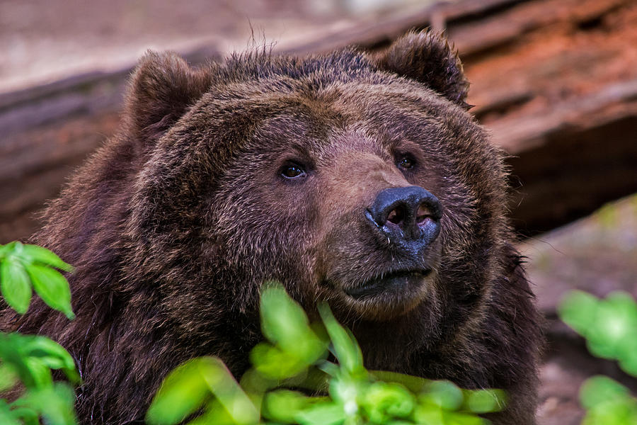 Slash Photograph - Grizzly Bear by Glenn McGloughlin