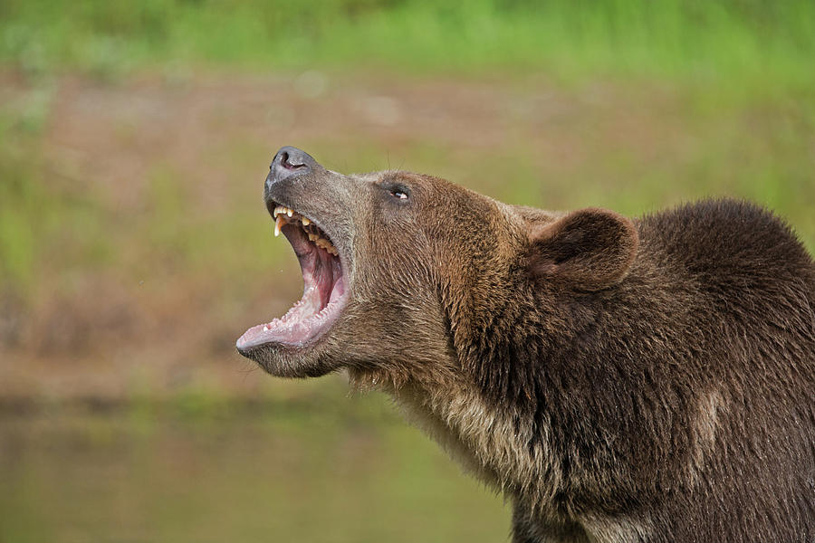 Grizzly Bear Growl Photograph by Jack Nevitt