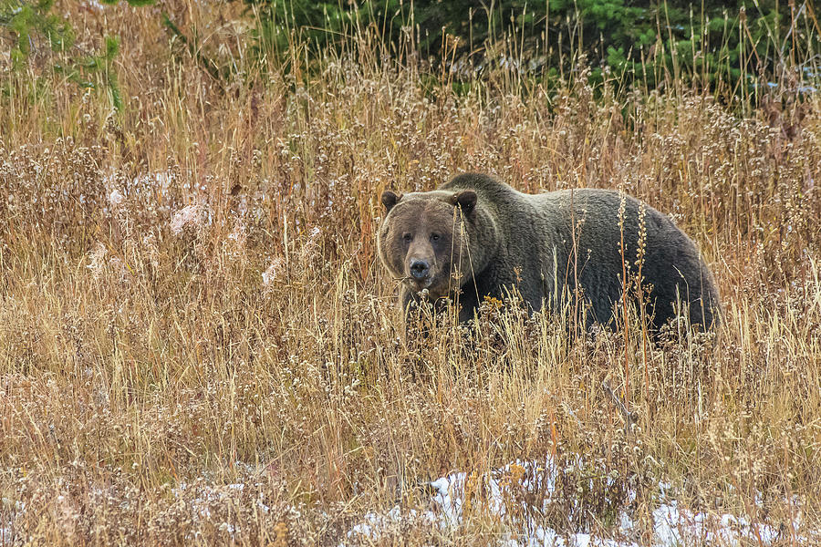 Grizzly Bear Huck Photograph by Yeates Photography